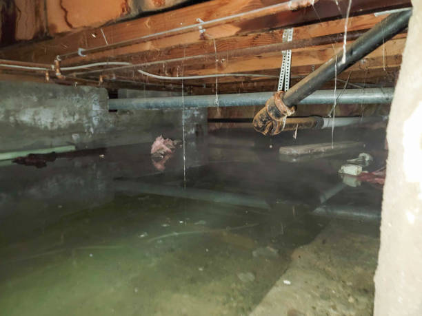 Best Carpet water damage restoration  in Five Points, OH